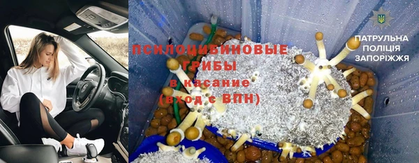 прущие грибы Верея